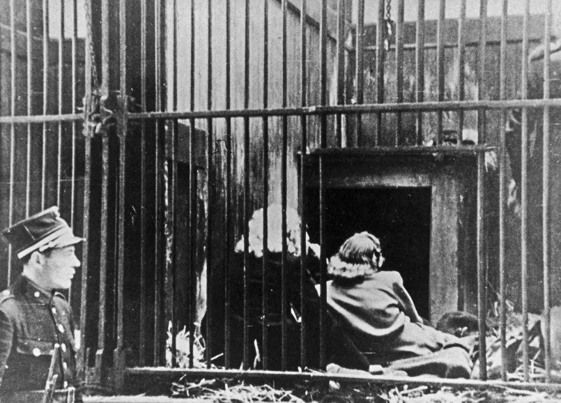 Bij gebrek aan voldoende gevangeniscellen tijdens de eerste dagen na de bevrijding werden in Antwerpen heel wat vermoedelijke collaborateurs opgesloten in lege dierenkooien van de Zoo, september 1944. (ADVN, VFA11507)